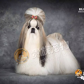 【貴族名犬堂】中國四大美人，“西施”在貴族~?。。?>
                <div   id=